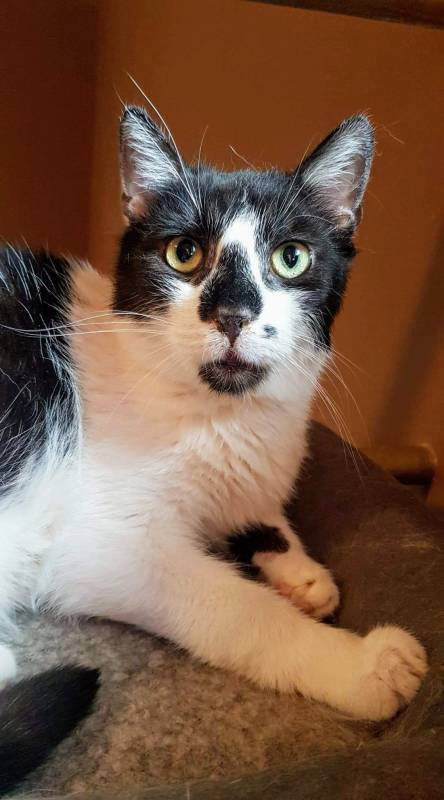Adopcje: Rafi