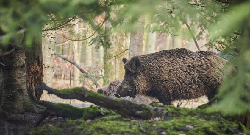 Zdjęcie ilustracyjne: dzik w lesie (fot. Pixabay)