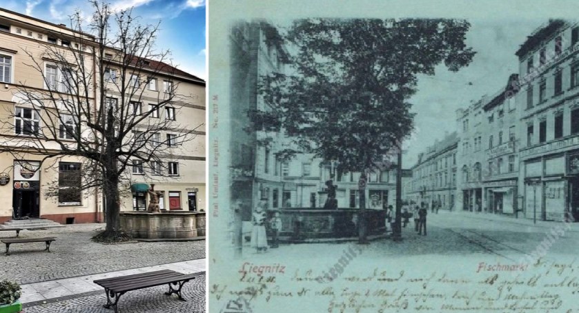 Zdjęcia: Lipa przy fontannie w Rynku obecnie (fot. Andrzej Trzeciak) i na pocztówce z 1900 roku ze zbiorów Liegnitz.pl