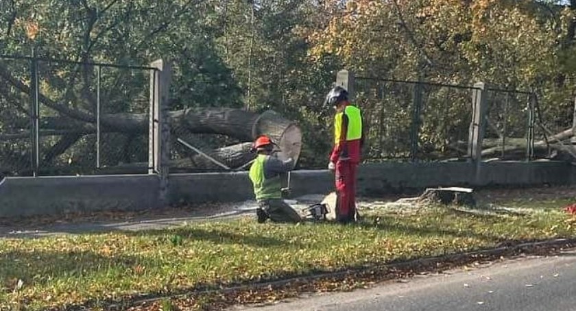 Zdjęcie: Wycinka drzew na ul. Okrężnej w Legnicy (zdjęcie nadesłane przez Czytelnika)