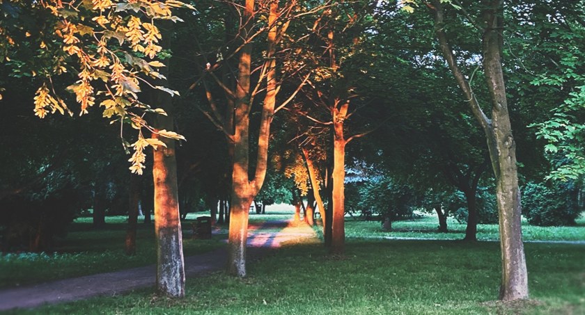 Zdjęcie: drzewa, legnicki park Fot. Aga Jackiewicz