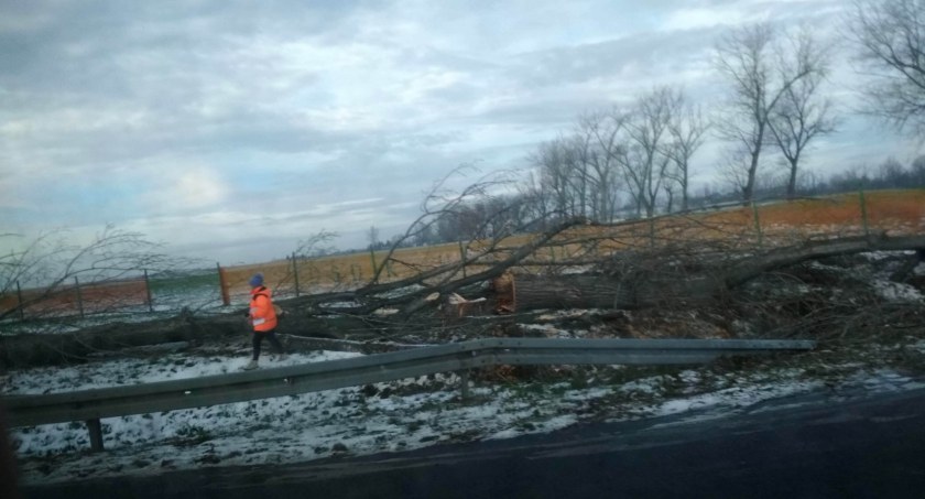 Zdjęcie: Wycięte topole przy drodze wojewódzkiej nr 364 Legnica-Złotoryja. Fot. Piotr Kanikowski.