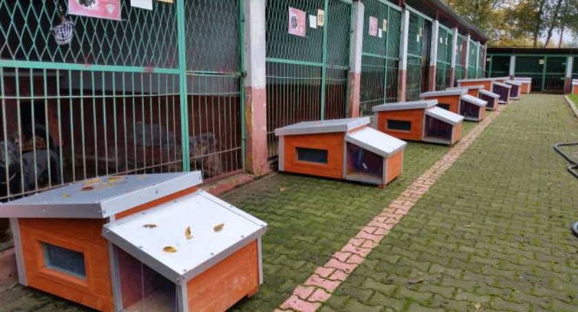 Zdjęcie: Schronisko dla Bezdomnych Zwierząt w Legnicy. Fot. LPGK.