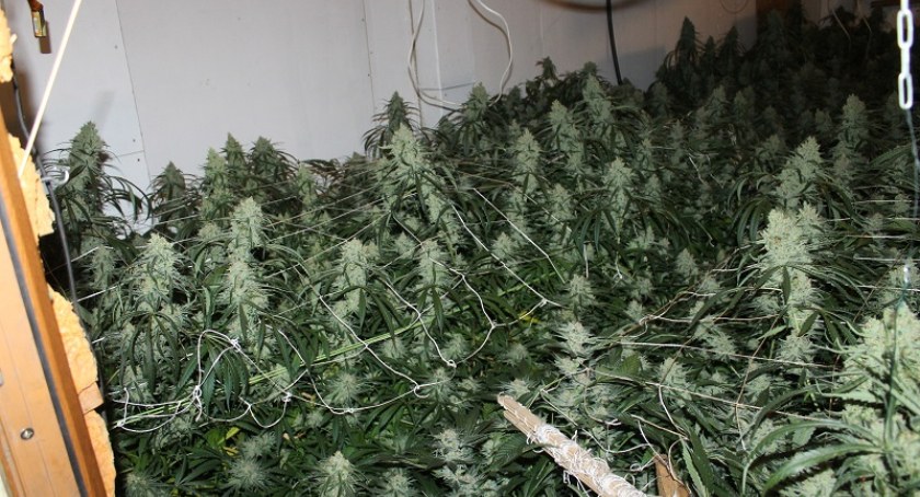 Zdjęcie: plantacja marihuany w Legnicy Fot.: KMP