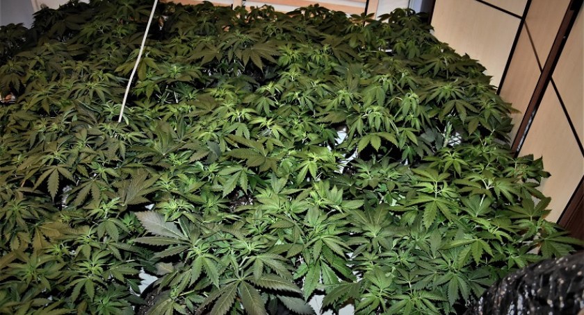 Zdjęcie: plantacja marihuany Fot.:KMP