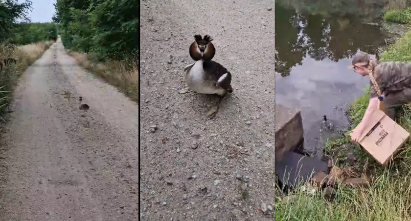 Zdjęcie: Perkoz dwuczuby na drodze pod Legnicą i jego spektakularne wodowanie. Źródło: Nadleśnictwo Legnica, fot. J. Jankowska, J. Szczerba.