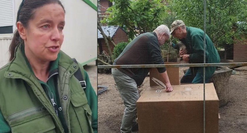 Zdjęcie: Maj 2022 r. Ewa Zgrabczyńska, dyrektor ZOO Poznań, i jej pracownicy podczas akcji odebrania zwierząt z palmiarni w Legnicy. 