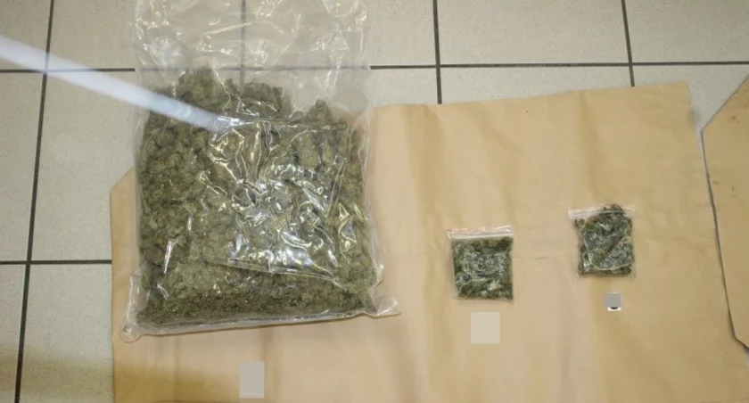 Zdjęcie: marihuana Fot.: KMP