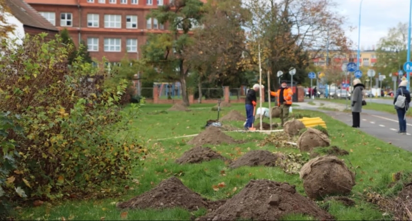 Zdjęcie: sadzenie drzew Fot.: UM 