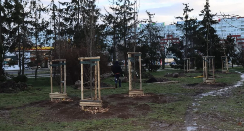 Zdjęcie: nasadzone drzewa Fot.: UM Legnica