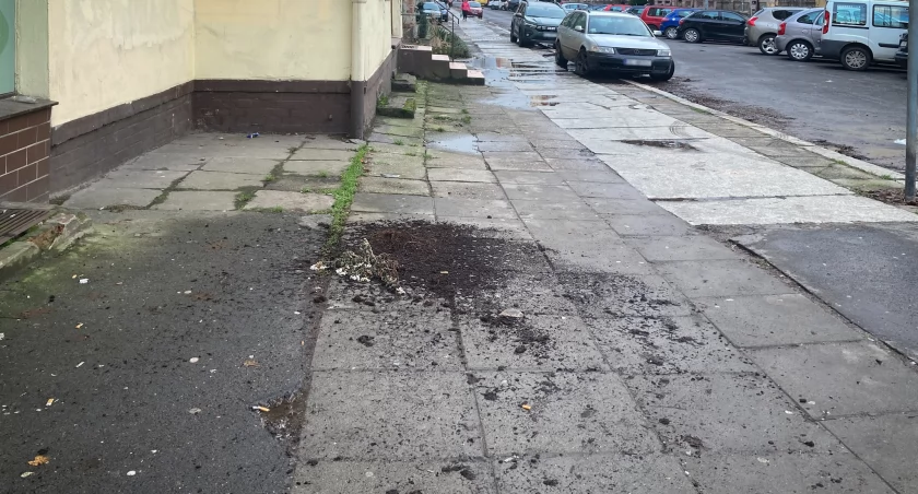 Zdjęcie: kwiatek, który spadł z balkonu Fot.: Aga Jackiewicz