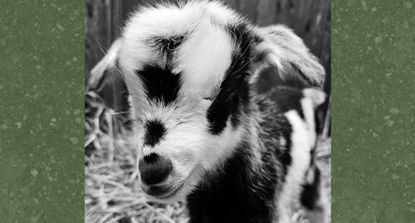 Zdjęcie: koza sadomierska Fot.: ZOO Lubin - Ogród Zoologiczny w Lubinie 