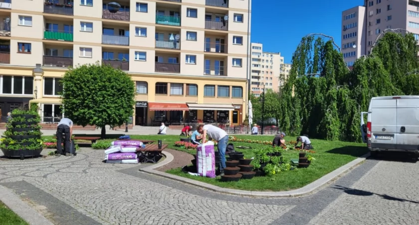 Zdjęcie: nasadzenia kwiatów, Legnica Fot.: UM Legnica 