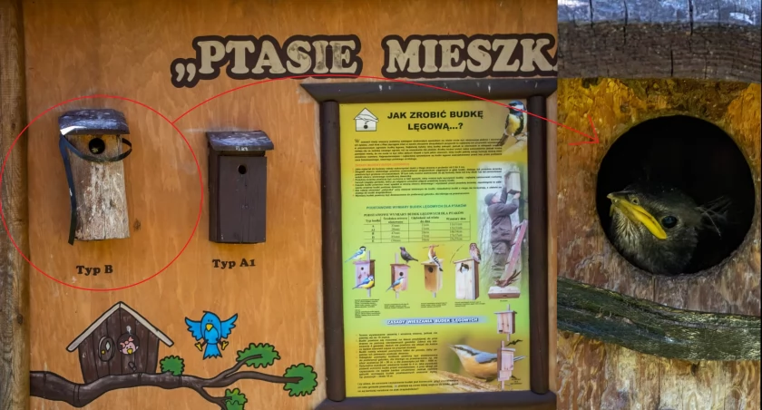 Zdjęcie: Tablica edukacyjna przy Nadleśnictwie Legnica i jej lokator. Fot. S. Gajos/ Nadleśnictwo Legnica