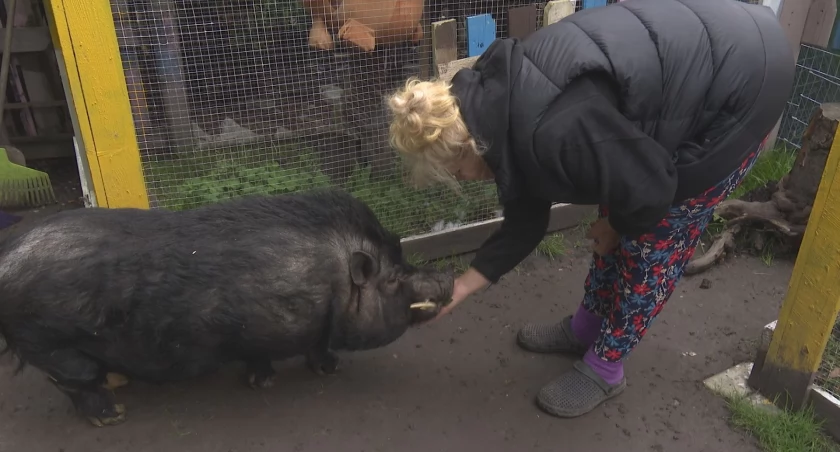 Zdjęcie: Właścicielka mini zoo w Piotrówku Ewa Pietruszkiewicz i jedna z jej wietnamskich świnek. Fot. TV Regionalna