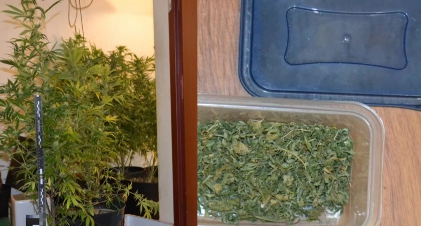 Zdjęcie: Marihuana zabezpieczona przez policję. Fot. Policja Lubin
