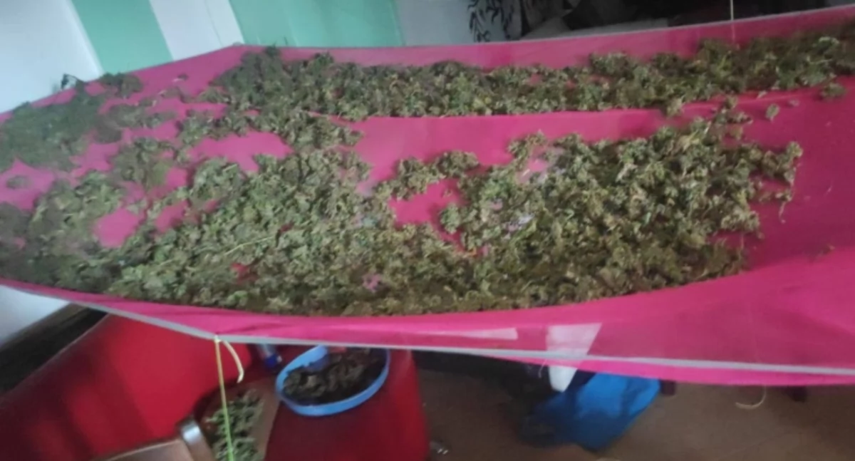 Zdjęcie: marihuana susząca się na płachtach  Fot.: KPP w Lubinie