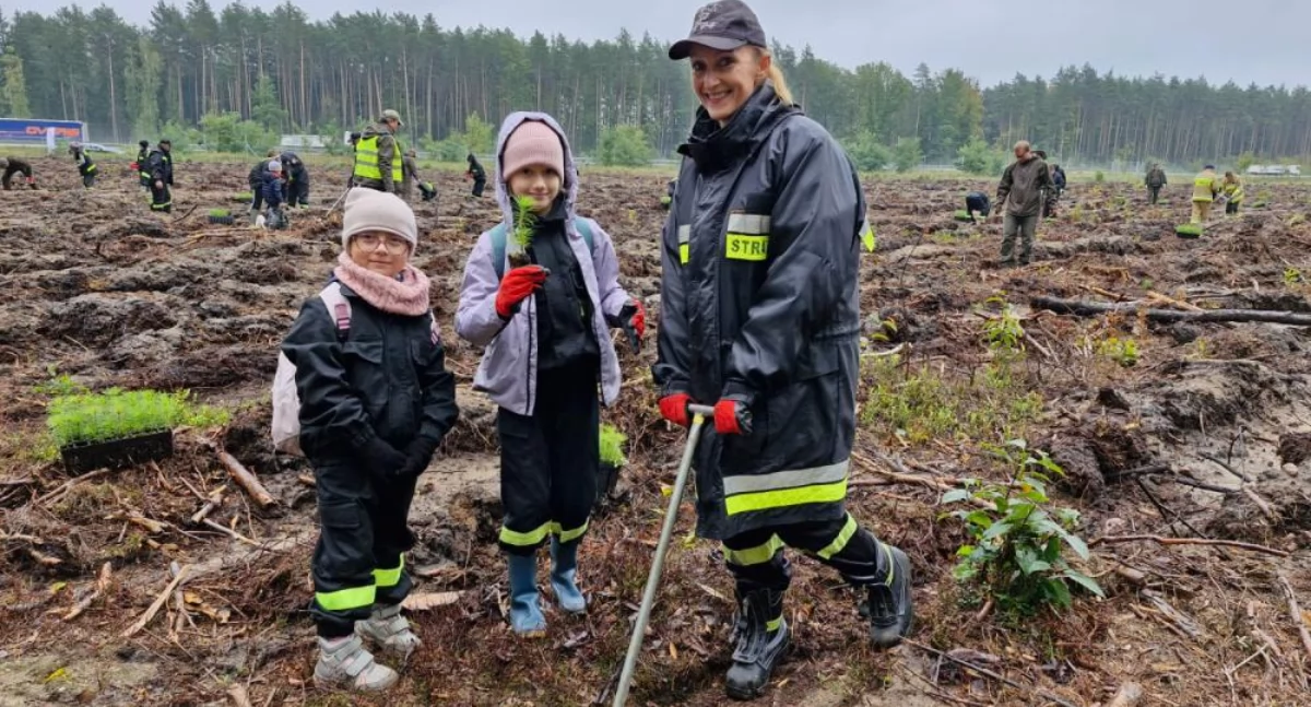 Zdjęcie: Akcja sadzenia lasu w Leśnictwie Karczewiska. Fot. A. Barcz/ Nadleśnictwo Legnica