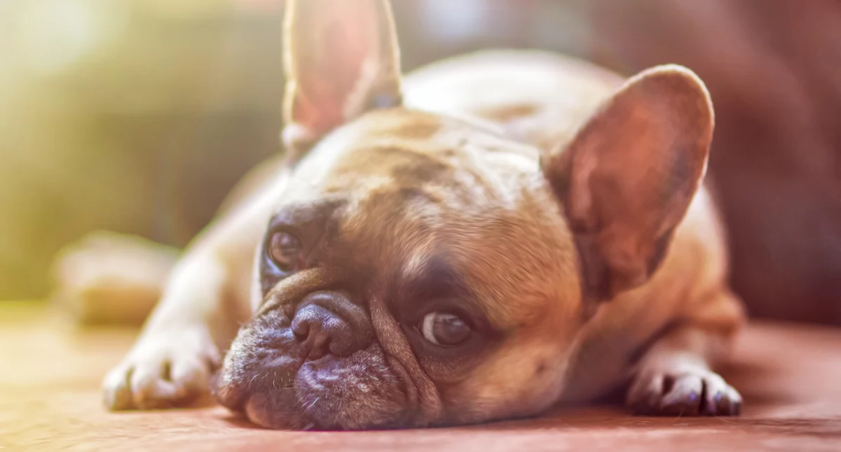 Zdjęcie ilusatracyjne, buldog. Fot. Pixabay/ whitedaemon