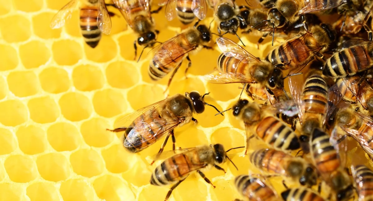Zdjęcie: Pszczoły na plastrze z miodem. Fot. Pixabay/Polly Dot