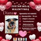 zdjęcie nr 31