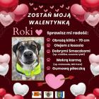 zdjęcie nr 29