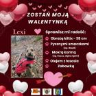 Fotka nr 2 z 35