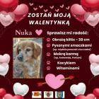 Fotka nr 0 z 35