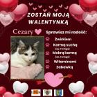 zdjęcie nr 18