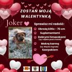 zdjęcie nr 30