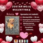 Fotka nr 1 z 35