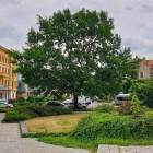 Fotka nr 3 z 13