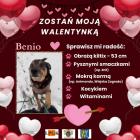 zdjęcie nr 7