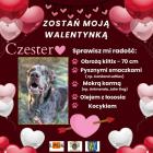 zdjęcie nr 26