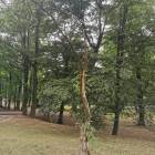 zdjęcie nr 7