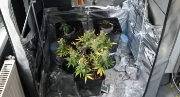 Plantator. Legniczanin zatrzymany za posiadanie i uprawę marihuany